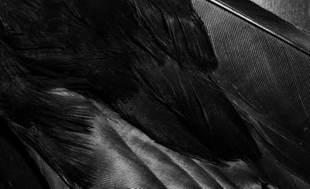 black feathers with visible details. background or textureの写真素材