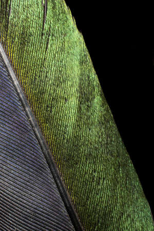 black and green bird feather on black backgroundの写真素材