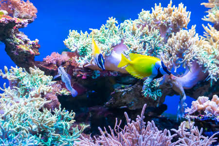 colorful coral reef with visible details. backgroundの写真素材