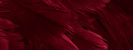 red hawk feathers with visible detail. background or textureの写真素材