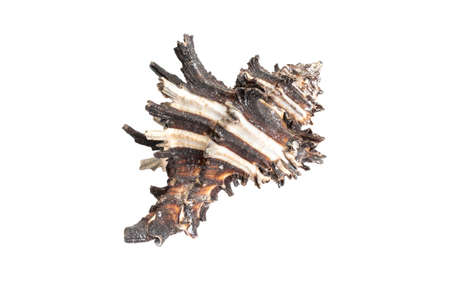 shells of a sea snail on a white isolated backgroundの写真素材