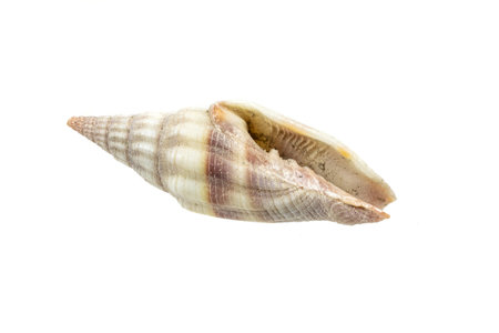 shells of a sea snail on a white isolated backgroundの写真素材