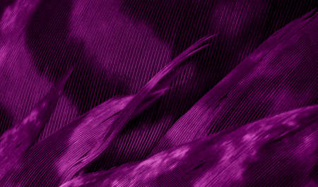 purple hawk feathers with visible detail. background or textureの写真素材