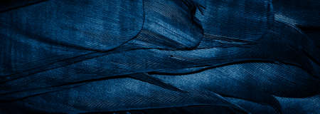 blue feathers with visible details, background or textureの写真素材