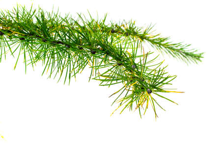 green larch twigs on a white isolated backgroundの写真素材