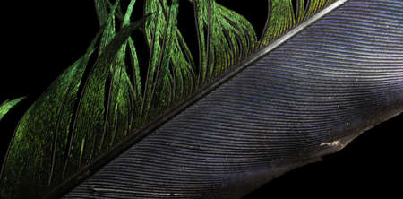 black and green bird feather on black backgroundの写真素材