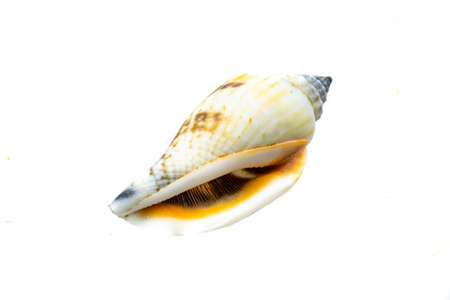 shells of a sea snail on a white isolated background