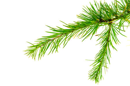 green larch twigs on a white isolated backgroundの写真素材