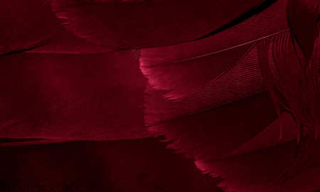 red hawk feathers with visible detail. background or textureの写真素材
