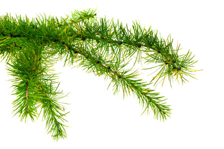 green larch twigs on a white isolated backgroundの写真素材