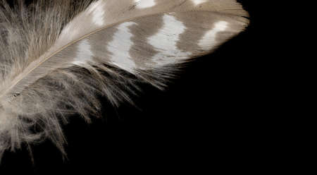 white and brown feather on a black backgroundの写真素材