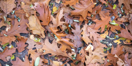 brown oak leaves lying on the groundの写真素材