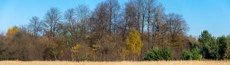autumn forest on a background of blue skyの写真素材