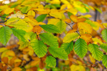 colorful autumn leaves on a beautiful sunny dayの写真素材
