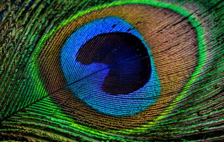 colorful feathers of a peacock. background or textureの写真素材