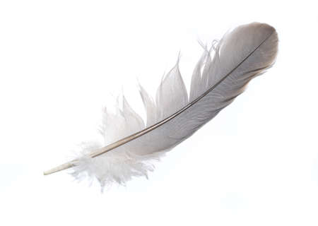 a gray dove feather on a white isolated backgroundの写真素材