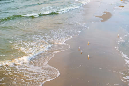 sea waves on the beach and seagulls walkingの写真素材
