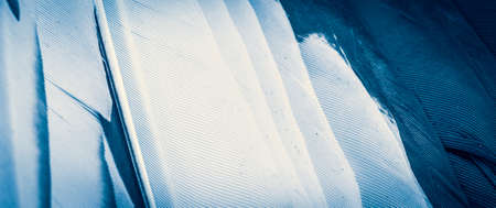 blue and white bird feathers. background or textureの写真素材