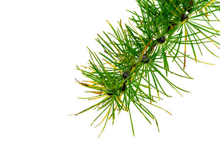 green larch twigs on a white isolated backgroundの写真素材