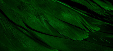 green hawk feathers with visible detail. background or textureの写真素材