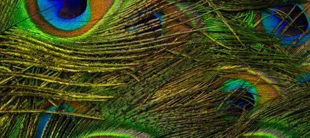 colorful feathers of a peacock. background or textureの写真素材