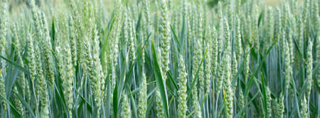 green wheat with visible details. background or textureの写真素材