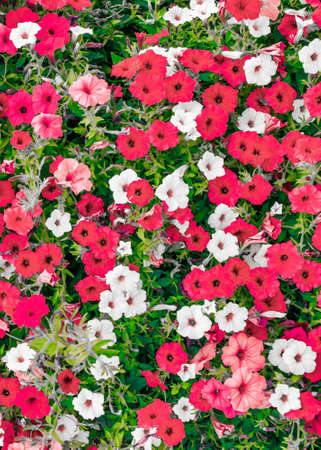 red and white surfinie on a background of green leavesの写真素材