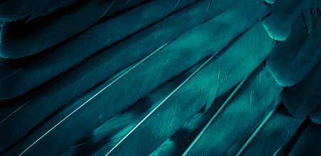 blue hawk feathers with visible detail. background or textureの写真素材