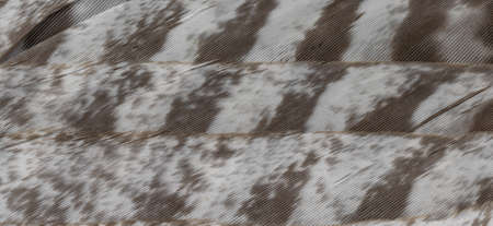 hawk feathers with visible detail. background or textureの写真素材
