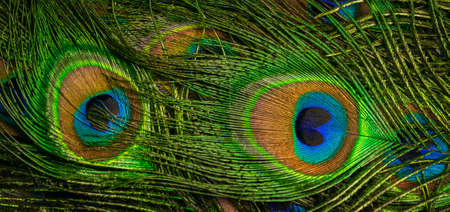 colorful feathers of a peacock. background or textureの写真素材
