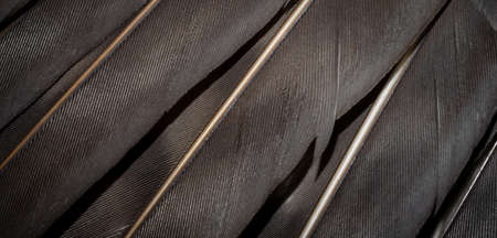 hawk feathers with visible detail. background or textureの写真素材