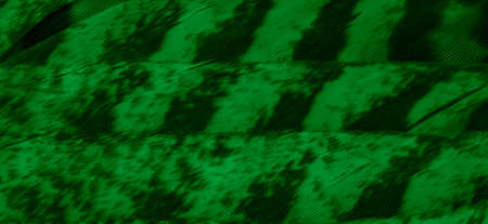 green hawk feathers with visible detail. background or textureの写真素材