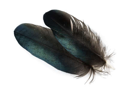 black and blue magpie feather on a white isolated backgroundの写真素材