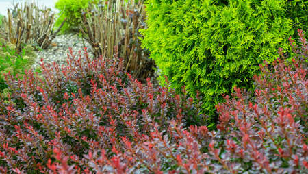 red thunberg barberry and green thuja in the gardenの写真素材