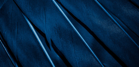 blue hawk feathers with visible detail. background or textureの写真素材
