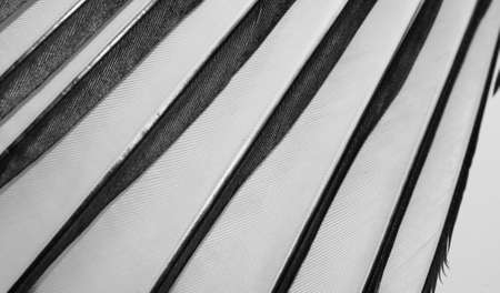 white and black magpie feathers. background or textureの写真素材