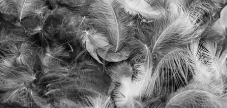 gray bird feathers with a visible texture. background