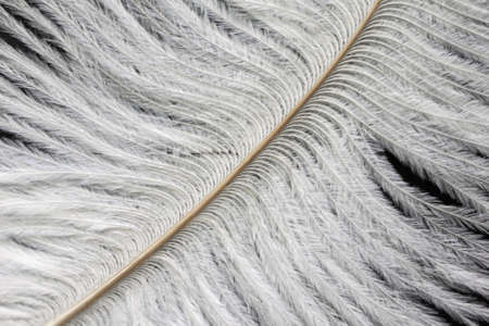 white ostrich feathers with a visible textureの写真素材