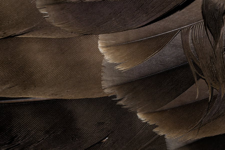 hawk feathers with visible detail. background or textureの写真素材
