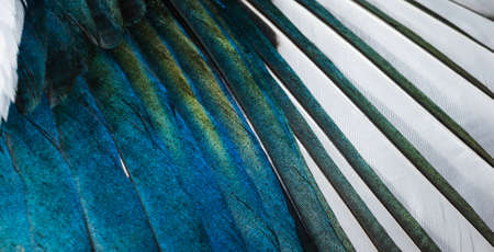 white and blue feathers of a magpie. background or textureの写真素材