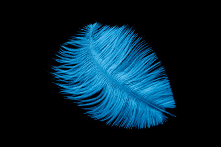 a blue ostrich feather on a black isolated backgroundの写真素材