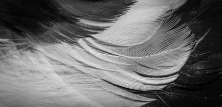 white and black magpie feathers. background or textureの写真素材