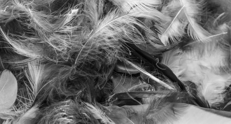 gray bird feathers with a visible texture. backgroundの写真素材