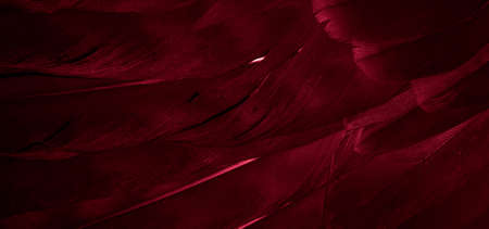 red hawk feathers with visible detail. background or textureの写真素材