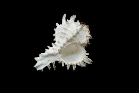 a chicoreus ramosus seashell on a black isolated backgroundの写真素材