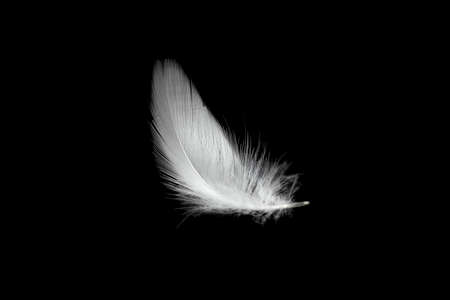 white duck feathers isolated on black backgroundの写真素材