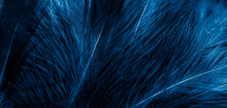 black and blue feathers with visible details. background or textura