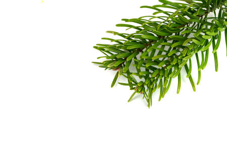 Caucasian fir twigs on a white isolated background
