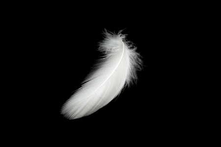 white duck feathers isolated on black backgroundの写真素材