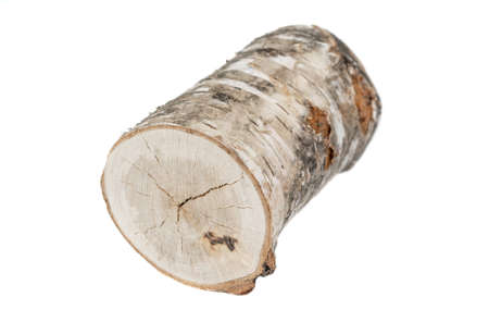 cut birch branch on a white background isolatedの写真素材